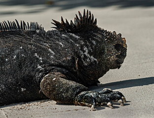 Marine Iguana`s head. Latin name - Amblyrhynchus cristatus