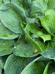 Fototapeta premium green leaves of the hostа plant in raindrops