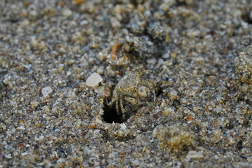 Ocypode stimpsoni, commonly known as the horned ghost crab, is a species of crab found in the coastal regions of East Asia, particularly in places like Japan and Korea. 斯氏沙蟹