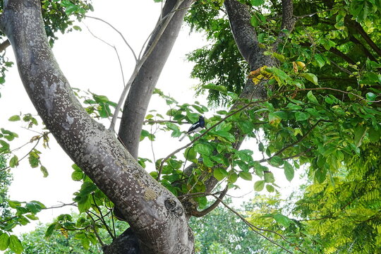 Copsychus saularis|Oriental magpie-robin|Copsychus|鵲鴝