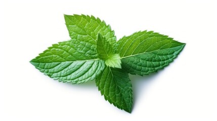 Fresh spearmint leaves isolated on the white background. macro lens realistic lighting