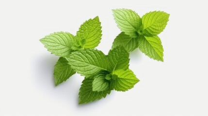 Fresh spearmint leaves isolated on the white background. macro lens realistic lighting