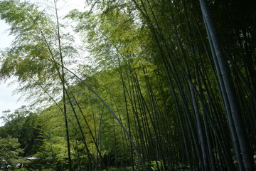 Bamboo Forest and Traditional Japanese Garden at Senganen Garden Park in Kagoshima, Japan - 日本 鹿児島 仙巌園 日本庭園 竹林