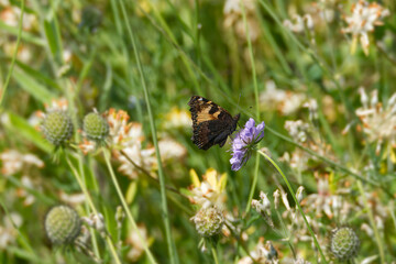 Small Tortoiseshell Butterfly (Aglais urticae) sitting on a small scabious in Zurich, Switzerland