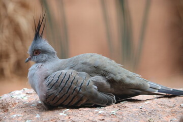 Ocyphaps lophotes, the crested pigeon