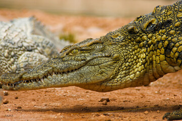 close up of a crocodile