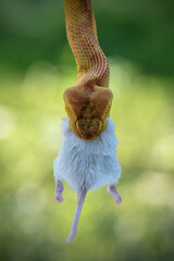 close up of a viper with prey