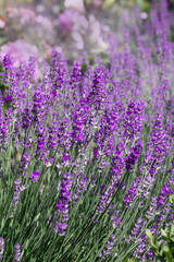 Purple lavender flowers close up. lavender bush in summer light