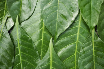 A closeup picture of Green leaves used as texture
