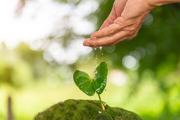 Seedlings in the hands of agriculture.Drop a water from hand for growth tree. Environment concept for sustainable.seedlings thrive in fertile soil on a natural background.