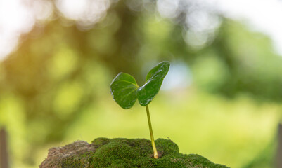 Seedlings in the hands of agriculture.Drop a water from hand for growth tree. Environment concept for sustainable.seedlings thrive in fertile soil on a natural background.