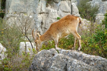 Iberian or Spanish ibex (Capra pyrenaica),in El Torcal National Park in Andalusia, Spain, known for its strange  limestone formations. 