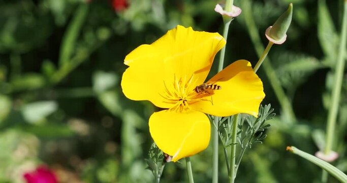 Syrphus ribesii - Syrphe du groseillier ou mouche à quatre à bandes en vol stationnaire butinant le nectar d'un pavot de californie secoué par le vent
