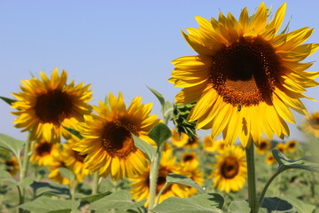 Agricultural field full of sunflowers
