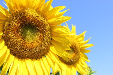 sunflower on blue sky background