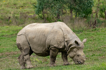 White Rhino (Ceratotherium simum). Rhino Treking in grassland