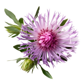 Stokes’ Aster ,Ornamental Plants , isolated on white background