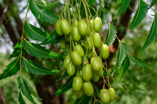 Fresh Neem fruit on tree with leaf on nature background, A leaves of neem tree and fruits growing natural medicinal