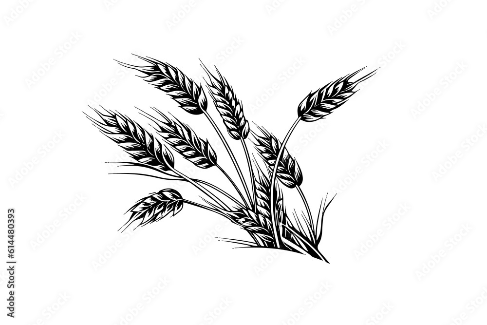 Wall mural wheat bread ears cereal crop sketch engraving style vector illustration.