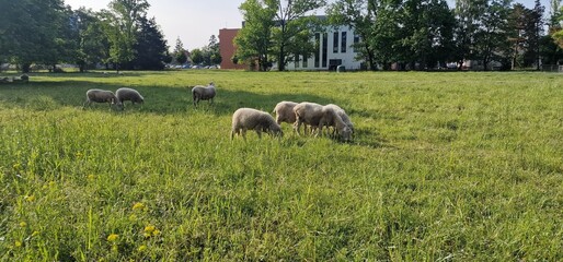 sheep on pasture eating grass with morning dew