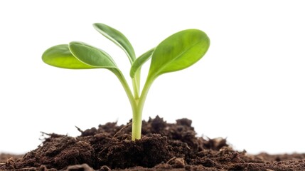 Green Seedling in Plant Soil isolated on white background. 