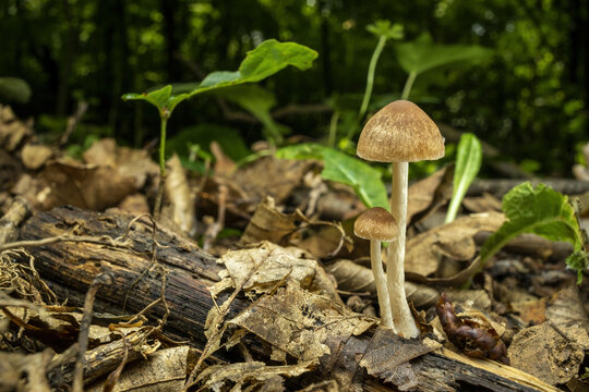 ground level wide angle close up of a Psathyrella fungus ( Psathyrella spadiceogrisea )