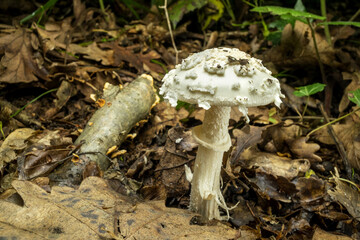 wide angle close up of a False Death Cap fungus ( Amanita citrina ) on forest ground