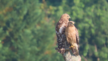 red shouldered hawk pair