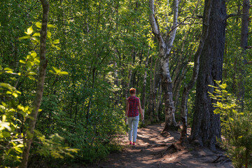 Woman walks through a birch tree forest along a narrow winding path at summer sunny day