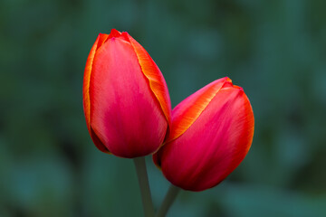 High contrast close up picture of two red tulip flowers on dark green background