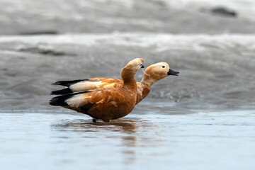 Ruddy shelduck or Tadorna ferruginea observed in Gajoldaba in Weset Bengal,India