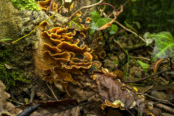 wide angle close up of a Serpula fungus ( Serpula lacrymans ) on a tree branch