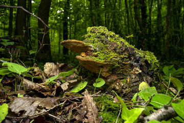 ground level close up shot of a Phellinus fungus ( Phellinus linteus ) in the forest