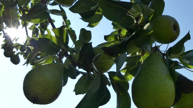 Blue sky, sun rays and branches of pear tree with green fruits. Pear twigs with green leaves and sun ripened pears against the sky on sunny summer day - real time.