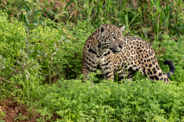Jaguar in the Pantanal