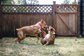 Two dogs playing rough in backyard. Young dogs play fighting with open mouth and teeth. Aggressive...