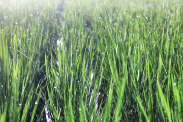 rain asia green, background downpour rainy season typhoon