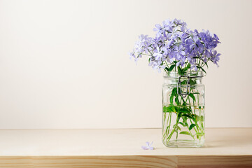 Blue phlox flowers in a jar.