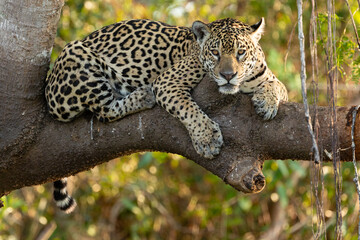 Jaguar in the Pantanal