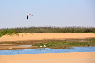 A flamingo bird flies over the river in the desert. Different birds swim in the river. In the background are thickets of reeds