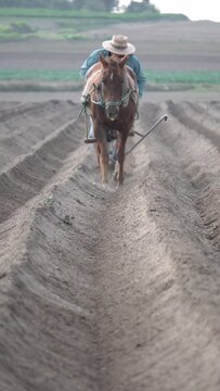 Mexican peasant farmer tilling the land with a horse to sow amaranth