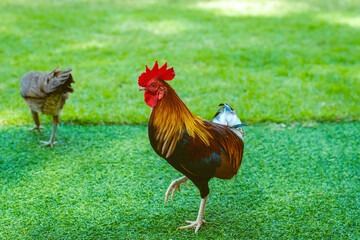 Beautiful domestic red rooster standing and grazing on the artificial green grass background in the garden. Chickens walk on fake grass. Hen foraging for food green grass. Freely grazing on a meadow.