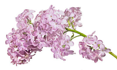 isolated pink large fine blooms of lilac branch