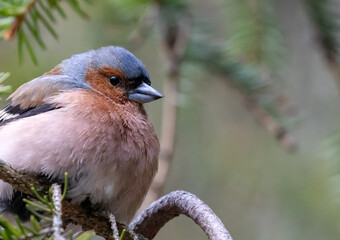 chaffinch portrait in green fir tree branches