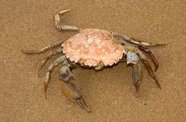 Crabe nageur; macropipus depurator