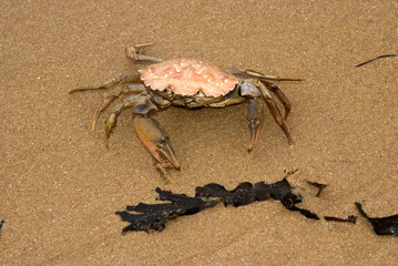 Crabe nageur; macropipus depurator