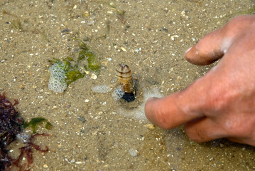 Couteau; ensis ensis