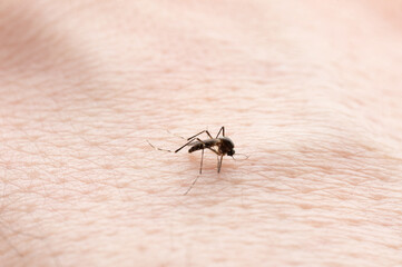 Mosquito try bite human skin