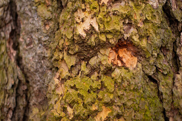 Texture of bark wood use as natural background