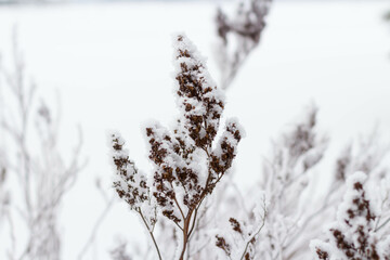 Brown branches of bushes in the snow